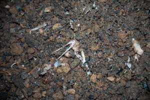 Bin with dirt and bones - Captured at Tinder Creek Duck Abattoir, Tennyson NSW Australia.