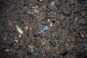 Bin with dirt and bones - Captured at Tinder Creek Duck Abattoir, Tennyson NSW Australia.