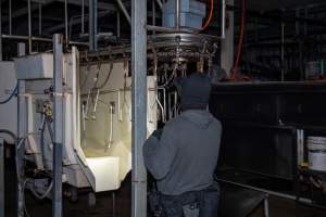 Investigator looks around kill room - Captured at Tinder Creek Duck Abattoir, Tennyson NSW Australia.
