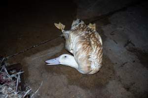 Dead duck on kill floor - Captured at Tinder Creek Duck Abattoir, Tennyson NSW Australia.