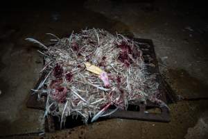 Detached foot on kill floor - Captured at Tinder Creek Duck Abattoir, Tennyson NSW Australia.