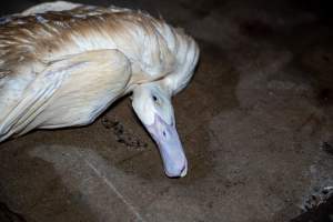 Dead duck on kill floor - Captured at Tinder Creek Duck Abattoir, Tennyson NSW Australia.