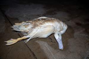 Dead duck on kill floor - Captured at Tinder Creek Duck Abattoir, Tennyson NSW Australia.