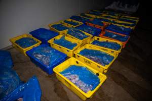 Butchered birds ready for collection - Captured at Tinder Creek Duck Abattoir, Tennyson NSW Australia.
