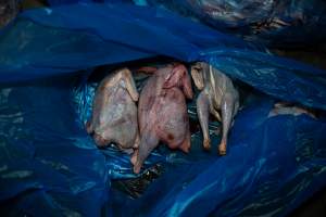 Butchered birds ready for collection - Captured at Tinder Creek Duck Abattoir, Tennyson NSW Australia.