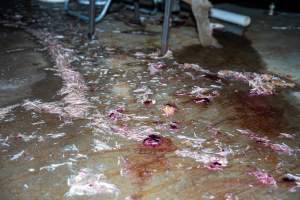 Feathers and feet on kill floor - Captured at Tinder Creek Duck Abattoir, Tennyson NSW Australia.