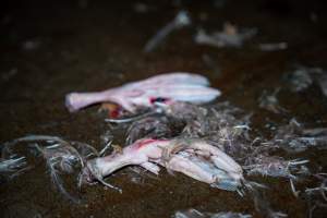 Detached duck feet on kill floor - Captured at Tinder Creek Duck Abattoir, Tennyson NSW Australia.