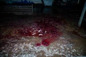 Blood on feet on kill floor - Captured at Tinder Creek Duck Abattoir, Tennyson NSW Australia.