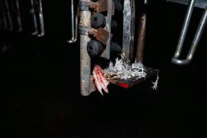 Foot on machinery - Captured at Tinder Creek Duck Abattoir, Tennyson NSW Australia.