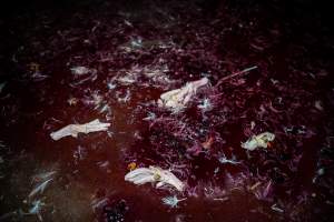 Blood and feathers on kill floor - Captured at Tinder Creek Duck Abattoir, Tennyson NSW Australia.