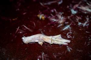 Feet on kill floor - Captured at Tinder Creek Duck Abattoir, Tennyson NSW Australia.