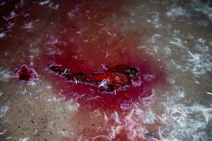 Blood on kill floor - Captured at Tinder Creek Duck Abattoir, Tennyson NSW Australia.