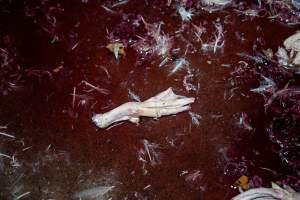Duck foot on kill floor - Captured at Tinder Creek Duck Abattoir, Tennyson NSW Australia.