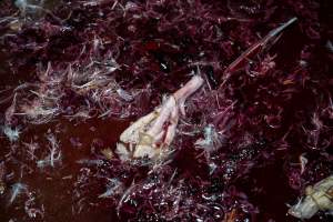Duck foot on kill floor - Captured at Tinder Creek Duck Abattoir, Tennyson NSW Australia.