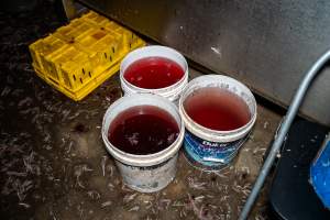 Blood in buckets - Captured at Tinder Creek Duck Abattoir, Tennyson NSW Australia.