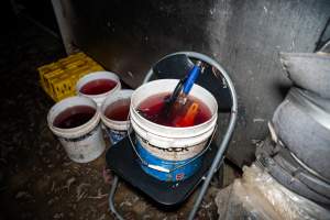 Buckets with blood and knives - Captured at Tinder Creek Duck Abattoir, Tennyson NSW Australia.