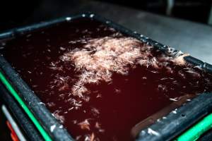 Blood and feathers in bucket - Captured at Tinder Creek Duck Abattoir, Tennyson NSW Australia.