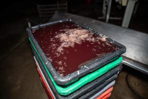 Blood and feathers in bucket - Captured at Tinder Creek Duck Abattoir, Tennyson NSW Australia.