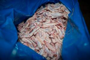 Butchered birds on kill floor - Captured at Tinder Creek Duck Abattoir, Tennyson NSW Australia.