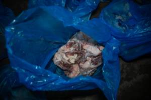 Butchered birds on kill floor - Captured at Tinder Creek Duck Abattoir, Tennyson NSW Australia.