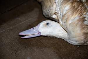 Dead duck on kill floor - Captured at Tinder Creek Duck Abattoir, Tennyson NSW Australia.