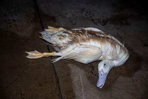 Dead duck on kill floor - Captured at Tinder Creek Duck Abattoir, Tennyson NSW Australia.