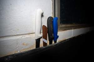 Knives - Knives used to 'stick' and dismember chickens - Captured at E.T Chicken Processing, Llandilo NSW Australia.