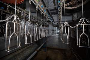 Shackle line and bleed drain - Captured at E.T Chicken Processing, Llandilo NSW Australia.