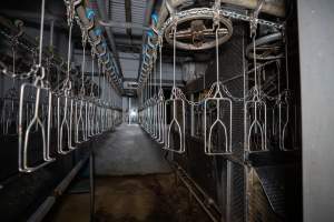 Shackle line and bleed drain - Captured at E.T Chicken Processing, Llandilo NSW Australia.
