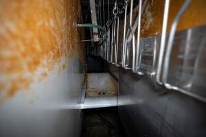 Stun bath - Captured at E.T Chicken Processing, Llandilo NSW Australia.