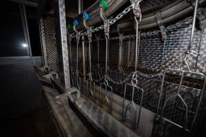 Shackle line and stun bath - Captured at E.T Chicken Processing, Llandilo NSW Australia.