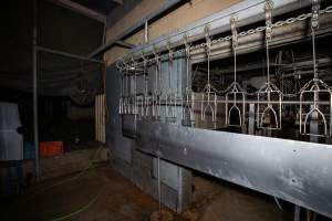 Shackle line outside kill room - Captured at E.T Chicken Processing, Llandilo NSW Australia.