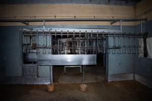 Shackle line outside kill room - Captured at E.T Chicken Processing, Llandilo NSW Australia.
