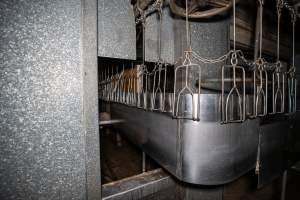 Shackle line leading into kill room - Captured at E.T Chicken Processing, Llandilo NSW Australia.