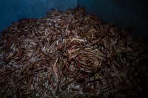 Bones and feathers in bin outside slaughterhouse - Captured at E.T Chicken Processing, Llandilo NSW Australia.