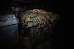 Organs in bin outside slaughterhouse - Captured at E.T Chicken Processing, Llandilo NSW Australia.