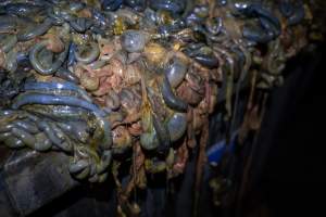 Organs in bin outside slaughterhouse - Captured at E.T Chicken Processing, Llandilo NSW Australia.