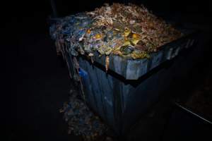 Organs and egg yolks in bin outside slaughterhouse - Captured at E.T Chicken Processing, Llandilo NSW Australia.