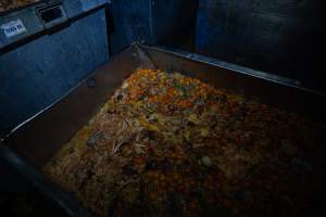 Organs and egg yolks in bin outside slaughterhouse - Captured at E.T Chicken Processing, Llandilo NSW Australia.