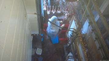 Layer hen sticking - Captured at E.T Chicken Processing, Llandilo NSW Australia.