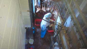 Layer hen sticking - Captured at E.T Chicken Processing, Llandilo NSW Australia.
