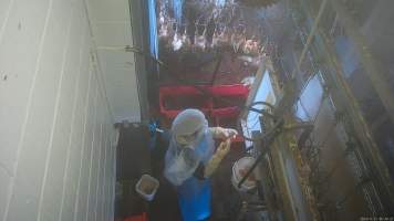 Worker cleaning eggs in kill room - Workers collect eggs laid by the chickens as they are transported in crates to the slaughterhouse. - Captured at E.T Chicken Processing, Llandilo NSW Australia.