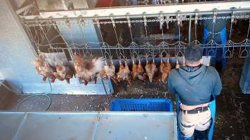 Layer hen flapping on shackle line - Chickens would desperately try to escape the shackle line which would take them into the kill room. - Captured at E.T Chicken Processing, Llandilo NSW Australia.