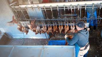 Layers hens flapping on shackle line - Chickens would desperately try to escape the shackle line which would take them into the kill room. - Captured at E.T Chicken Processing, Llandilo NSW Australia.