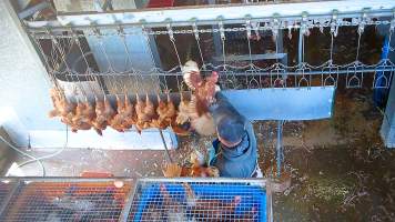 Worker grabbing layer hen - Captured at E.T Chicken Processing, Llandilo NSW Australia.