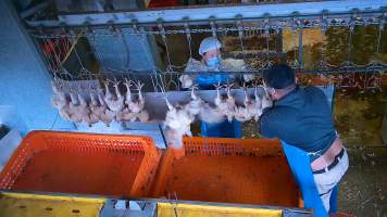 Broiler chickens on shackle line - Chickens would desperately try to escape the shackle line which would take them into the kill room. - Captured at E.T Chicken Processing, Llandilo NSW Australia.