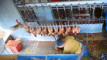 Layer hens on shackle line - Chickens would desperately try to escape the shackle line which would take them into the kill room. - Captured at E.T Chicken Processing, Llandilo NSW Australia.