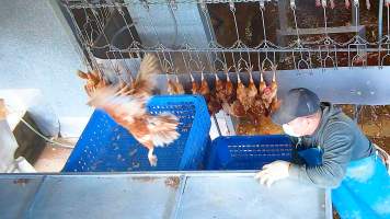 Layer hen flying from crate - Hens would often escape from the crates, before being recaptured by workers. - Captured at E.T Chicken Processing, Llandilo NSW Australia.