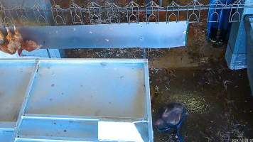 Catching escaped chicken with a net - Hens would often escape from the crates, before being recaptured by workers. - Captured at E.T Chicken Processing, Llandilo NSW Australia.