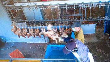 Grabbing hen from the air - Workers would roughly handle chickens when shackling them. - Captured at E.T Chicken Processing, Llandilo NSW Australia.